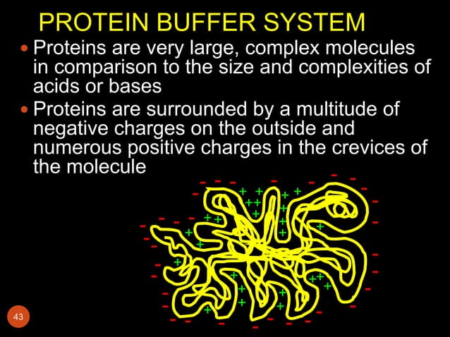 Buffers in the body | PPTX | Lung and Respiratory Health | Diseases and ...