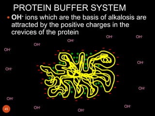 Protein Buffer Example Buffers in the body | PPTX