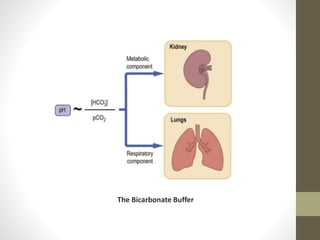 The Bicarbonate Buffer
 