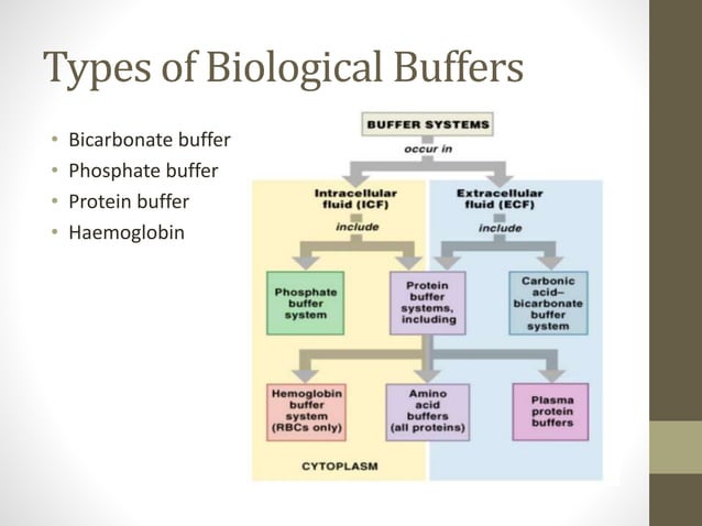 Buffers in biological systems