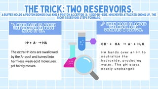 The trick: two reservoirs.
The trick: two reservoirs.
A buffer holds a proton
A buffer holds a proton donor (HA) and a proton acceptor (A⁻) side-by-side. Whichever attacker shows up, the
donor (HA) and a proton acceptor (A⁻) side-by-side. Whichever attacker shows up, the
right reservoir steps forward.
right reservoir steps forward.
The trick: two reservoirs.
A buffer holds a proton donor (HA) and a proton acceptor (A⁻) side-by-side. Whichever attacker shows up, the
right reservoir steps forward.
H⁺ + A⁻ →HA
The extra H⁺ ions are swallowed
by the A⁻ pool and turned into
harmless weak-acid molecules.
pH barely moves.
O H ⁻ + H A → A ⁻ + H ₂ O
H A h a n d s o v e r a n H ⁺ t o
n e u t r a l i z e t h e
h y d r o x i d e , p r o d u c i n g
w a t e r . T h e p H s t a y s
n e a r l y u n c h a n g e d
⤵ W h
⤵ W h e n a c i d i s a d d e d
e n a c i d i s a d d e d
T h e c o n j u g a t e b a s e
T h e c o n j u g a t e b a s e
m o p s i t u p .
m o p s i t u p .
⤵ W h e n a c i d i s a d d e d
T h e c o n j u g a t e b a s e
m o p s i t u p .
⤴ W h
⤴ W h e n b a s e i s a d d e d
e n b a s e i s a d d e d
T h e w e a k a c i d
T h e w e a k a c i d
d o n a t e s a p r o t o n .
d o n a t e s a p r o t o n .
⤴ W h e n b a s e i s a d d e d
T h e w e a k a c i d
d o n a t e s a p r o t o n .
 