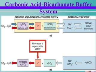 Carbonic Acid-Bicarbonate Buffer
            System
 