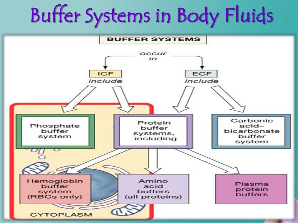 write a term paper on the mechanism of buffer system