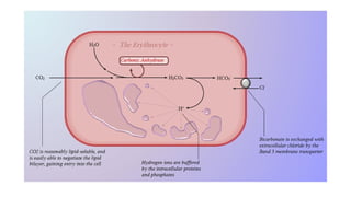 BUFFER SYSTEM mechanism and renal system anesthesia | PPTX