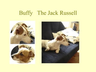 Buffy  The Jack Russell 