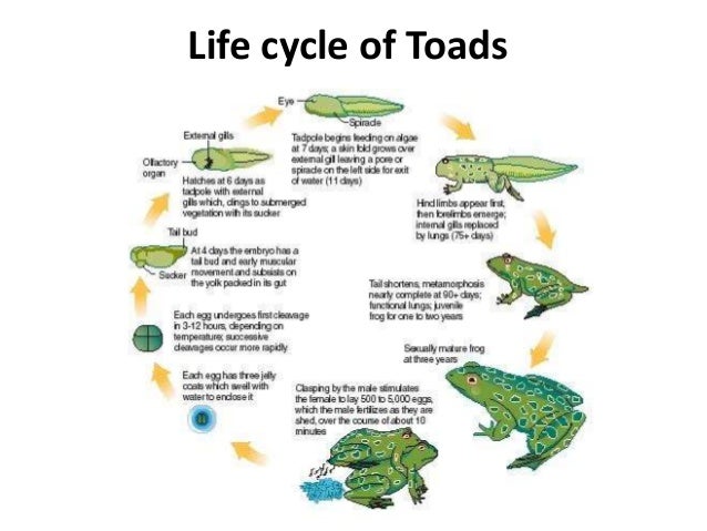 Bufo Bufo