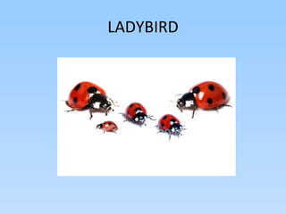 LADYBIRD