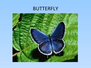 BUTTERFLY