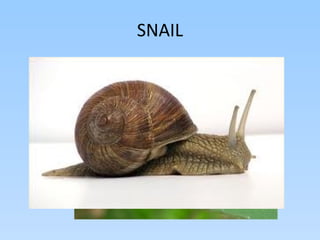 SNAIL