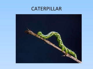 CATERPILLAR