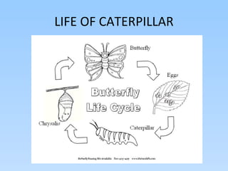 LIFE OF CATERPILLAR