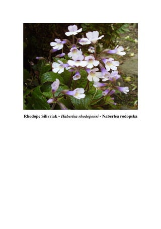 Rhodope Silivriak - Haberlea rhodopensi - Naberlea rodopska
 