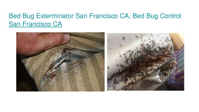 Bed Bug Inspections San Francisco CA, Residential Bed Bug  