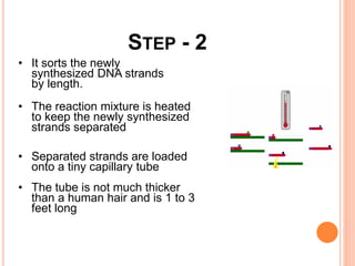 • It sorts the newly
synthesized DNA strands
by length.
• The reaction mixture is heated
to keep the newly synthesized
strands separated
• Separated strands are loaded
onto a tiny capillary tube
• The tube is not much thicker
than a human hair and is 1 to 3
feet long
STEP - 2
 