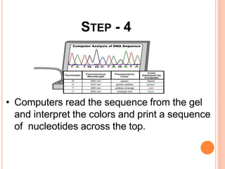 • Computers read the sequence from the gel
and interpret the colors and print a sequence
of nucleotides across the top.
STEP - 4
 