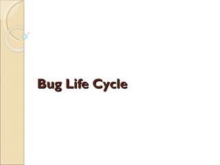 Bug Life Cycle 