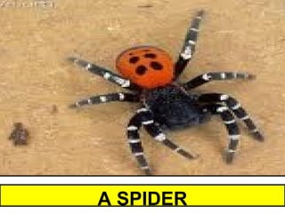 A SPIDER
 