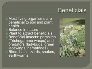  Most

living organisms are
beneficial to soil and plant
health
 Balance in nature
 Plant to attract beneficials
 Beneficial insects: parasites
(Trichogamma wasps) and
predators (ladybugs, green
lacewings, nematodes)
 Birds, bats, lizards, snakes,
earthworms

 