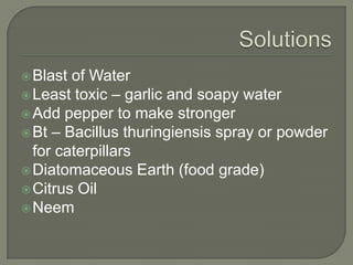  Blast

of Water
 Least toxic – garlic and soapy water
 Add pepper to make stronger
 Bt – Bacillus thuringiensis spray or powder
for caterpillars
 Diatomaceous Earth (food grade)
 Citrus Oil
 Neem

 