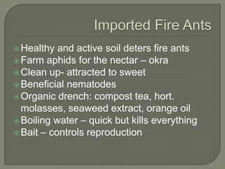  Healthy

and active soil deters fire ants
 Farm aphids for the nectar – okra
 Clean up- attracted to sweet
 Beneficial nematodes
 Organic drench: compost tea, hort.
molasses, seaweed extract, orange oil
 Boiling water – quick but kills everything
 Bait – controls reproduction

 