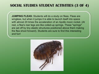 SOCIAL STUDIES STUDENT ACTIVITIES (3 OF 4) JUMPING FLEAS:  Students will do a study on fleas. Fleas are wingless, but when it jumps it is able to launch itself into space with almost 20 times the acceleration of an Apollo moon rocket. (At rest, a flea's rear legs are like coiled-up springs. These "springs" are set off by tiny elastic structures positioned above them making the flea shoot forward). Students are sure to find this interesting and fun! 