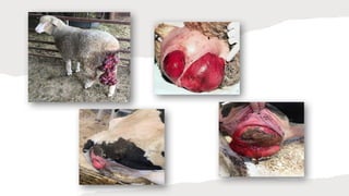 Large-Animal_Buhner-Suture-MethodsDIANITO.pptx