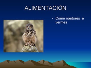 ALIMENTACIÓN Come roedores  e vermes 