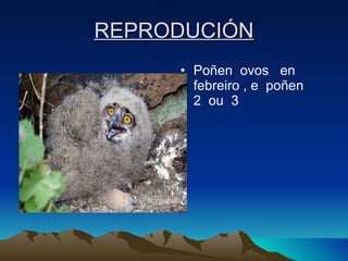 REPRODUCIÓN Poñen  ovos  en  febreiro , e  poñen  2  ou  3  