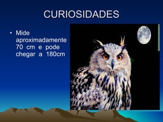 CURIOSIDADES Mide  aproximadamente  70  cm  e  pode  chegar  a  180cm 