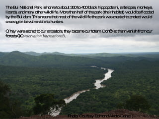 The Bui National Park is home to about 350 to 400 black hippopotami, antelopes, monkeys, lizards, and many other wild life. More than half of the park (their habitat) would be flooded by the Bui dam. This means that most of the wild life the park was created to protect would once again be vulnerable to hunters.  “ They were sacred to our ancestors, they became our totem. Don’t let them vanish from our forests “(C onservation International) .  Photo: Courtesy Edmond Akoto-Danso ( iwmi, Accra ) 