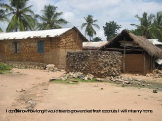 I don’t know how long it would take to grow and eat fresh coconuts. I will miss my home. 