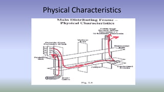 Physical Characteristics
 