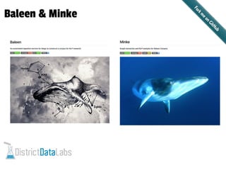 Baleen & Minke
 