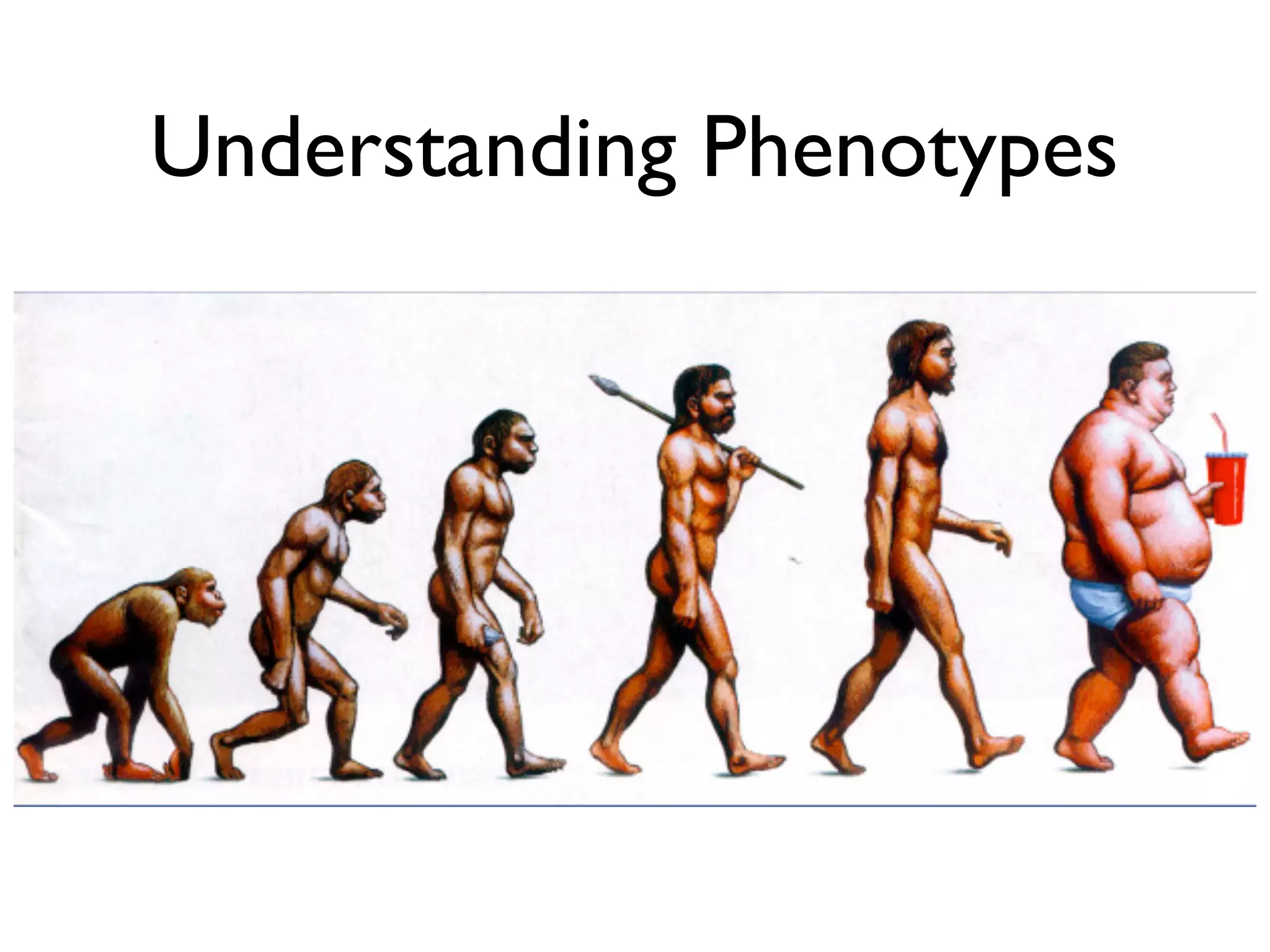Understanding Phenotypes
 