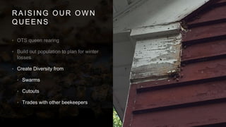 RAISING OUR OWN
QUEENS
•
•
• Create Diversity from
• Swarms
• Cutouts
• Trades with other beekeepers
 