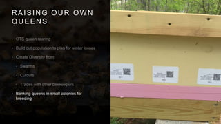 RAISING OUR OWN
QUEENS
•
•
•
•
•
•
• Banking queens in small colonies for
breeding
 