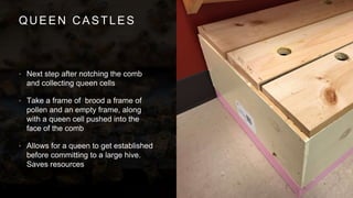 QUEEN CASTLES
• Next step after notching the comb
and collecting queen cells
• Take a frame of brood a frame of
pollen and an empty frame, along
with a queen cell pushed into the
face of the comb
• Allows for a queen to get established
before committing to a large hive.
Saves resources
 