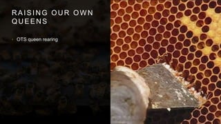 RAISING OUR OWN
QUEENS
• OTS queen rearing
 