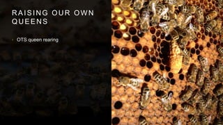 RAISING OUR OWN
QUEENS
• OTS queen rearing
 