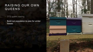 RAISING OUR OWN
QUEENS
•
• Build out population to plan for winter
losses
 