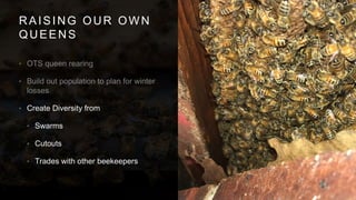 RAISING OUR OWN
QUEENS
•
•
• Create Diversity from
• Swarms
• Cutouts
• Trades with other beekeepers
 