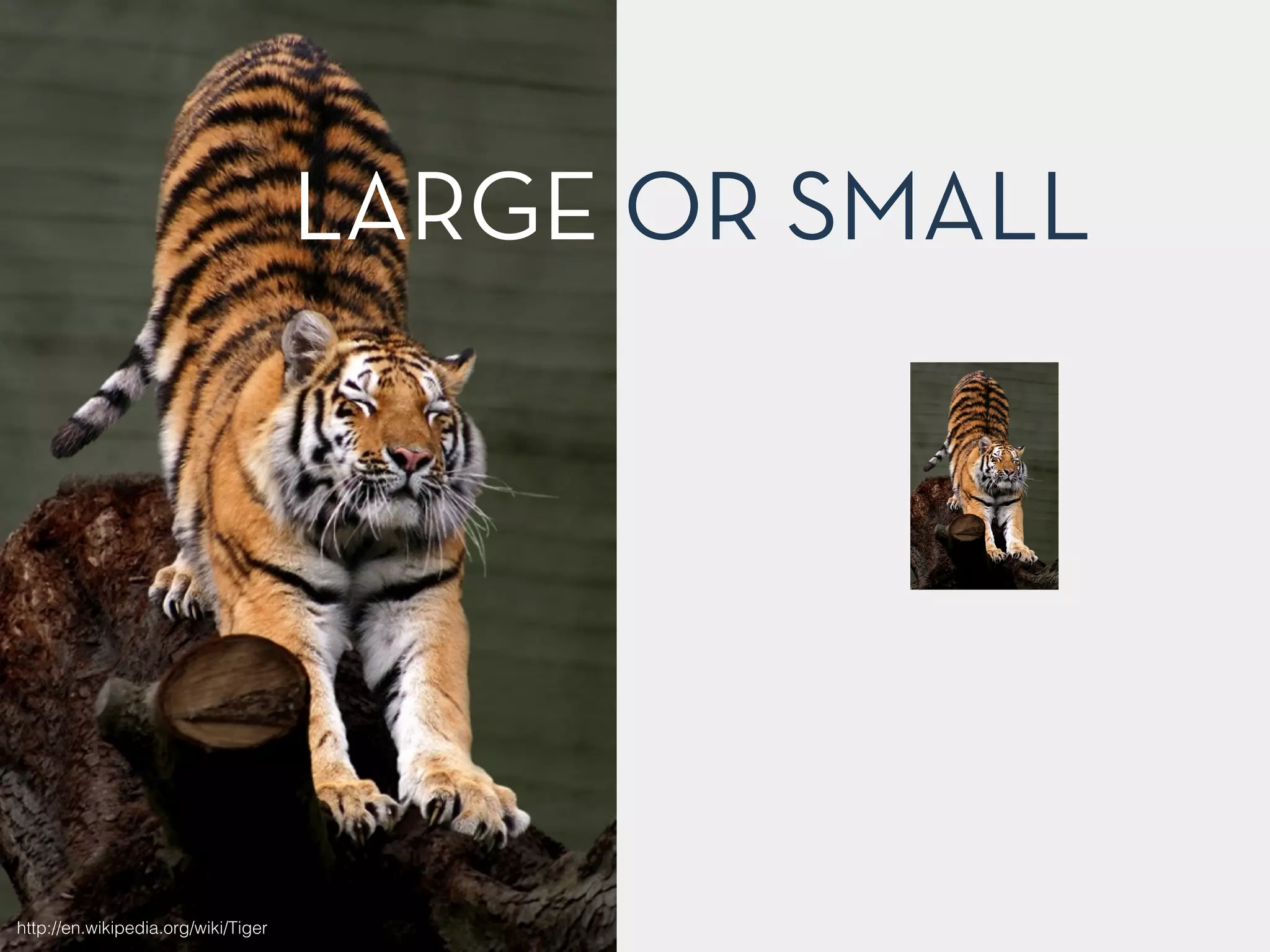LARGE OR SMALL 
http://en.wikipedia.org/wiki/Tiger 
 