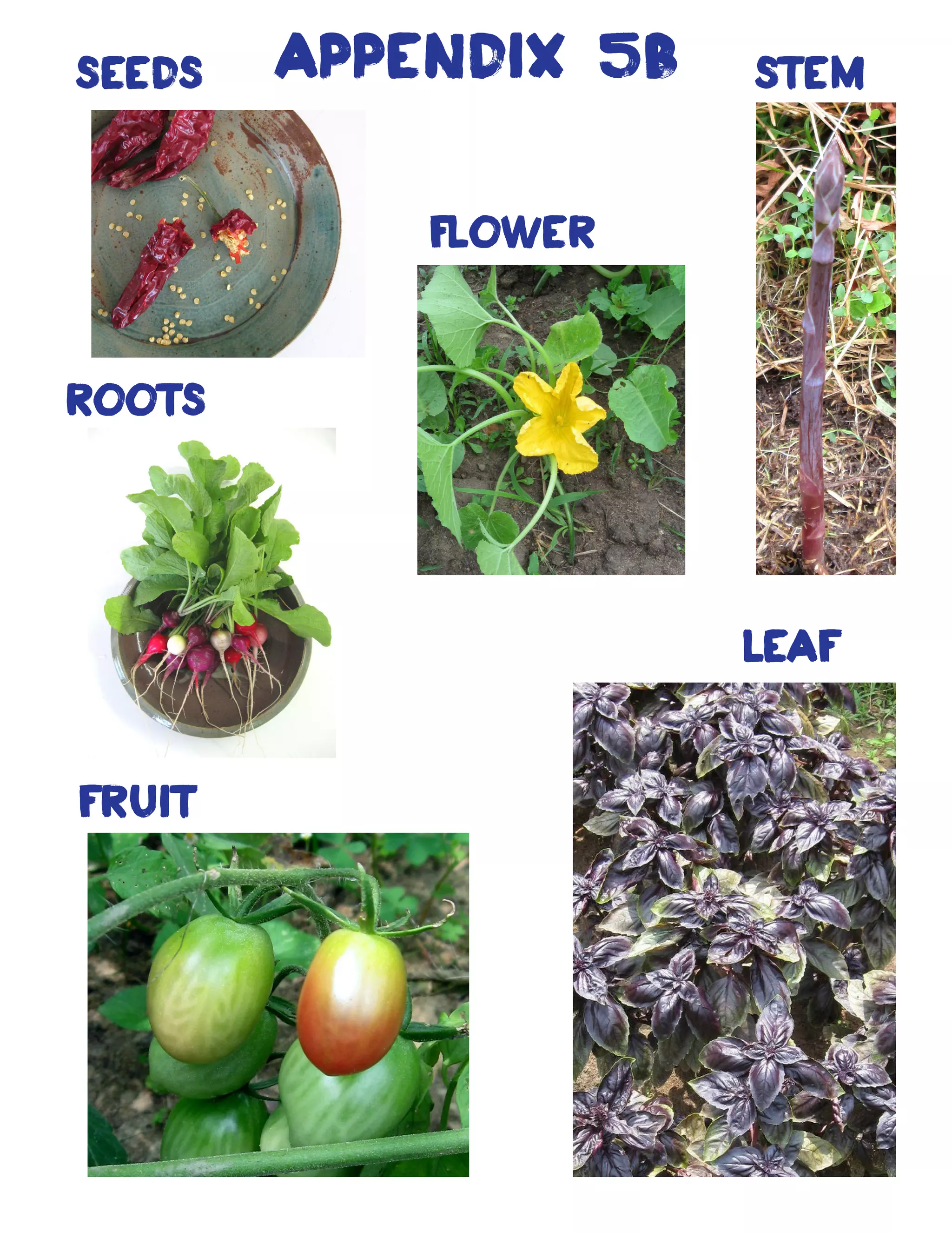 roots
stem
leaf
seeds
fruit
flower
Appendix 5b
 