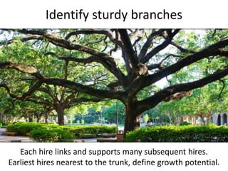 Identify sturdy branches<br />Each hire links and supports many subsequent hires. <br />Earliest hires nearest to the trun...