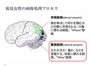 視覚皮質の画像処理プロセス

           背側経路(dorsal stream)
           腕を伸ばして何かを掴むな
           どの際に利用される、行動
           に関わる経路。”Where”経
           路


           腹側経路(ventral stream)
           それが犬か、猫か、などを
           認識する、知覚に関わる経
           路。”What”経路
 