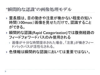 “瞬間的な認識”の画像処理モデル
   霊長類は、目の動きや注意が働かない程度の短い
    時間（100msec）画像を見せただけで、認識すること
    ができる。
   瞬間的な認識(Rapid Categorization)では腹側経路の
    フィードフォワードパスのみ使用される
       画像が十分な時間提示された場合、「注意」が働きフィー
        ドバックパスが活性化される。
   色情報は瞬間的な認識においては重要ではない。
 
