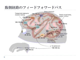 腹側経路のフィードフォワードパス
 