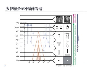 腹側経路の階層構造
 