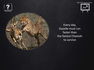 Why Need
High Performance Culture
Every day,
Gazelle must run
faster than
the fastest Cheetah
to survive
 