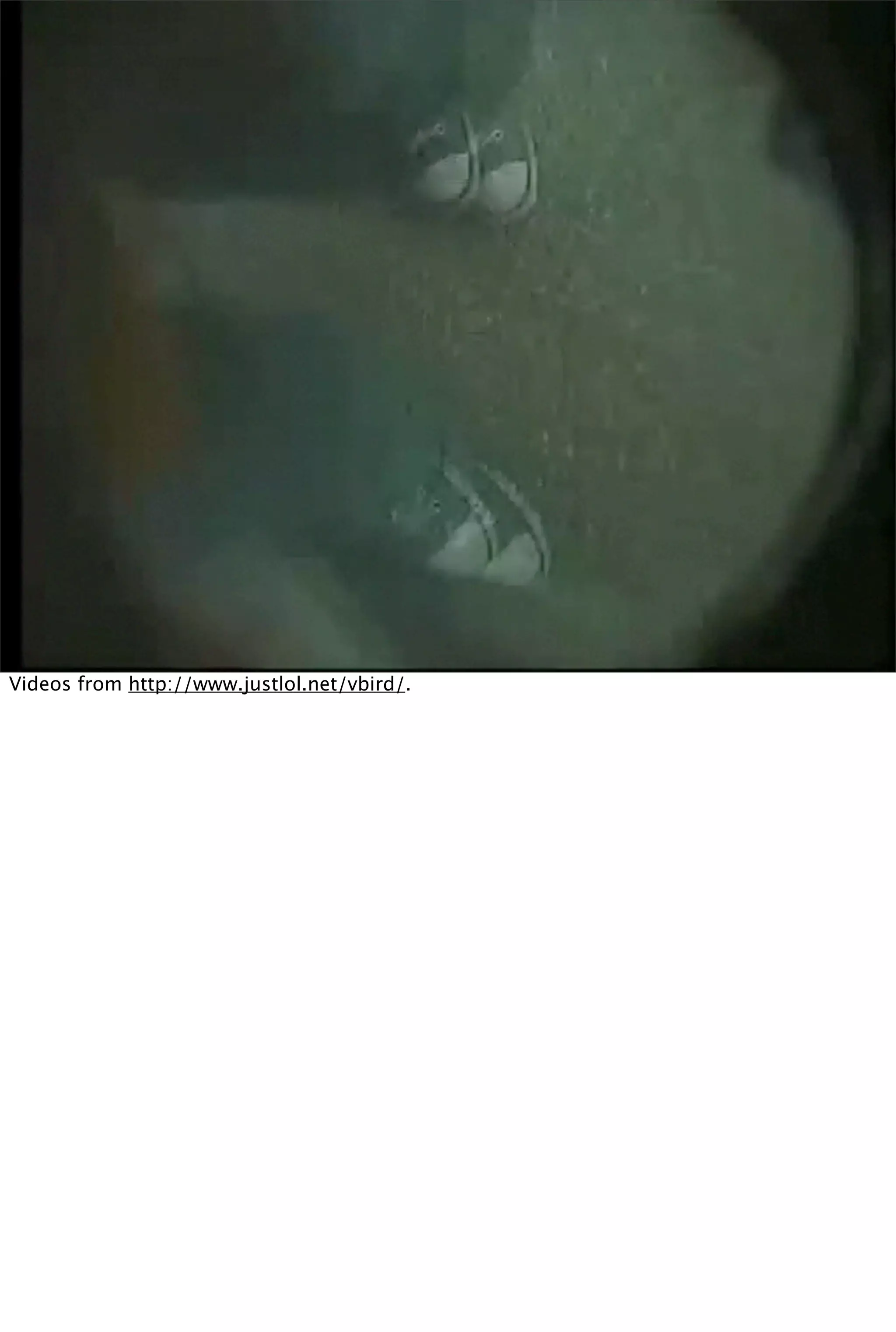 Videos from http://www.justlol.net/vbird/.
 